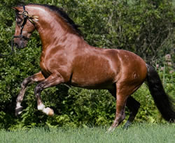 LUSITANO